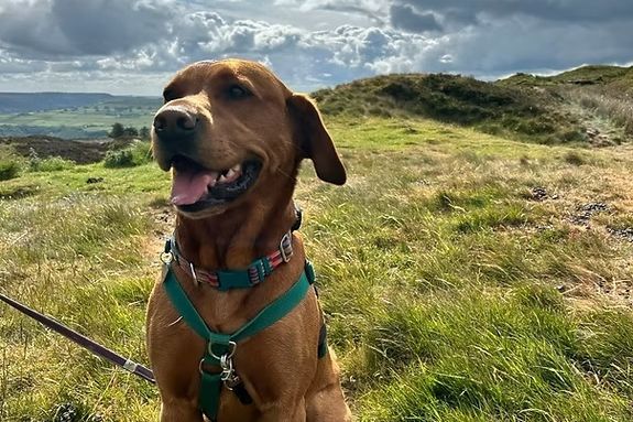 Gatsby the fox red labrador sitting calmly in moorland grass