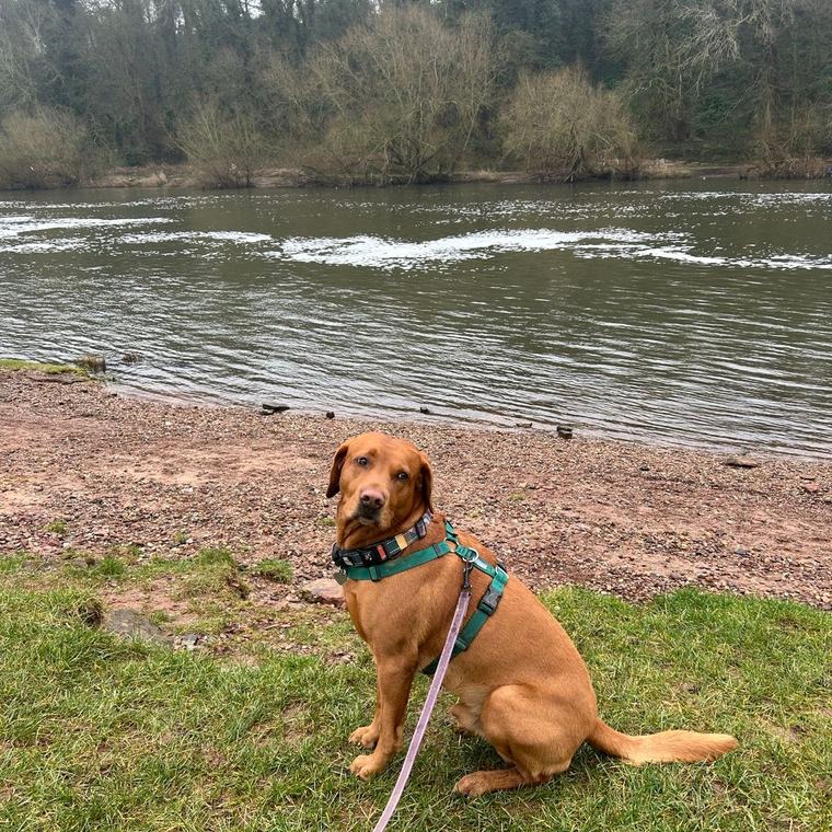 Gatsby, Flo's fox red labrador, on a long line by the River Trent