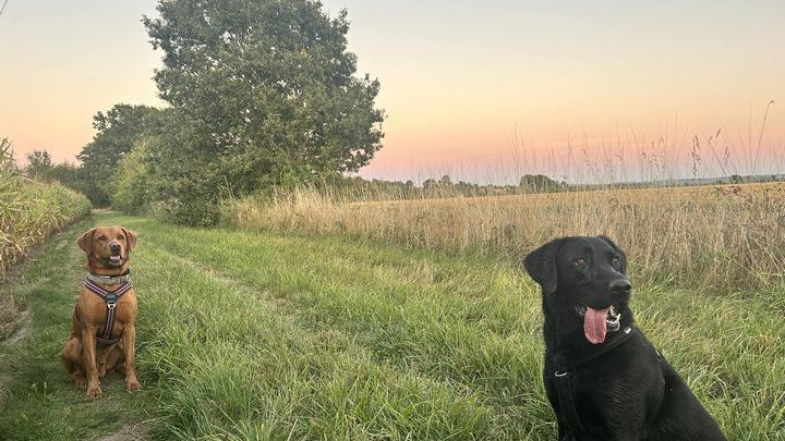 Two labradors resting on a Nottinghamshire field path at sunset during a decompression walk